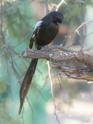 Magpie Shrike.jpg